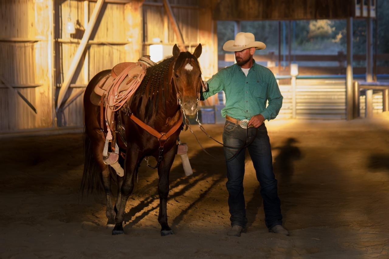 Troupeau de taureaux de Camargue dans les marais